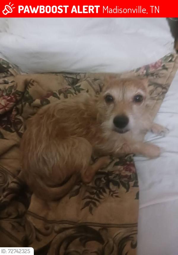 Lost Male Dog last seen Mt Vernon on Wilson Station Road between red river road and old state road , Madisonville, TN 37354