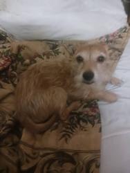 Lost Male Dog last seen Mt Vernon on Wilson Station Road between red river road and old state road , Madisonville, TN 37354
