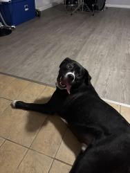 Lost Male Dog last seen Kingston Springs Area, Kingston Springs, TN 37082