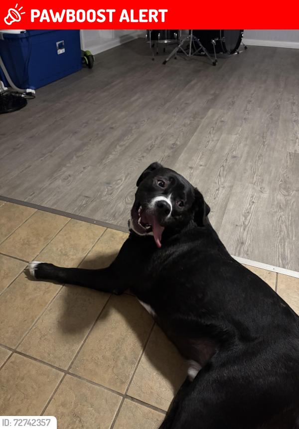 Lost Male Dog last seen Kingston Springs Area, Kingston Springs, TN 37082
