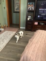 Lost Female Cat last seen Stillwater, Saint Paul, MN 55119