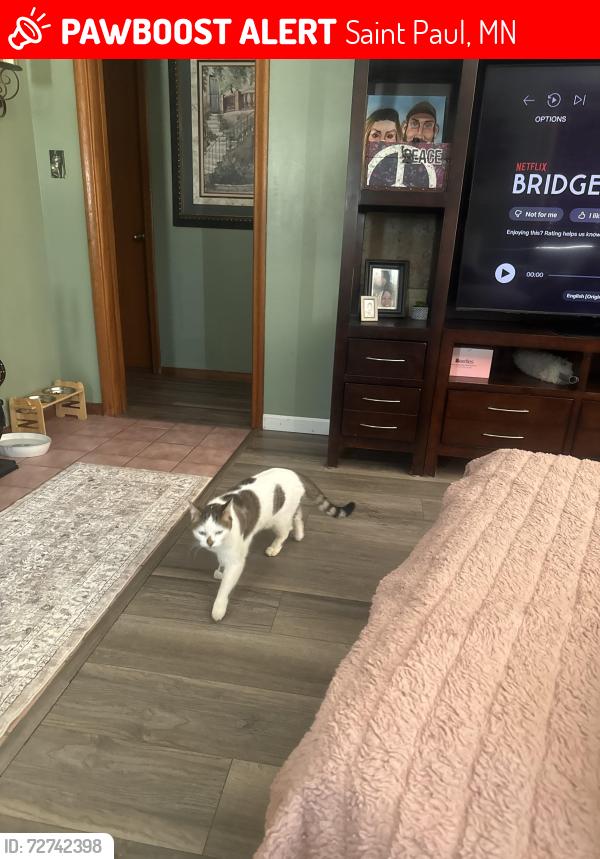 Lost Female Cat last seen Stillwater, Saint Paul, MN 55119