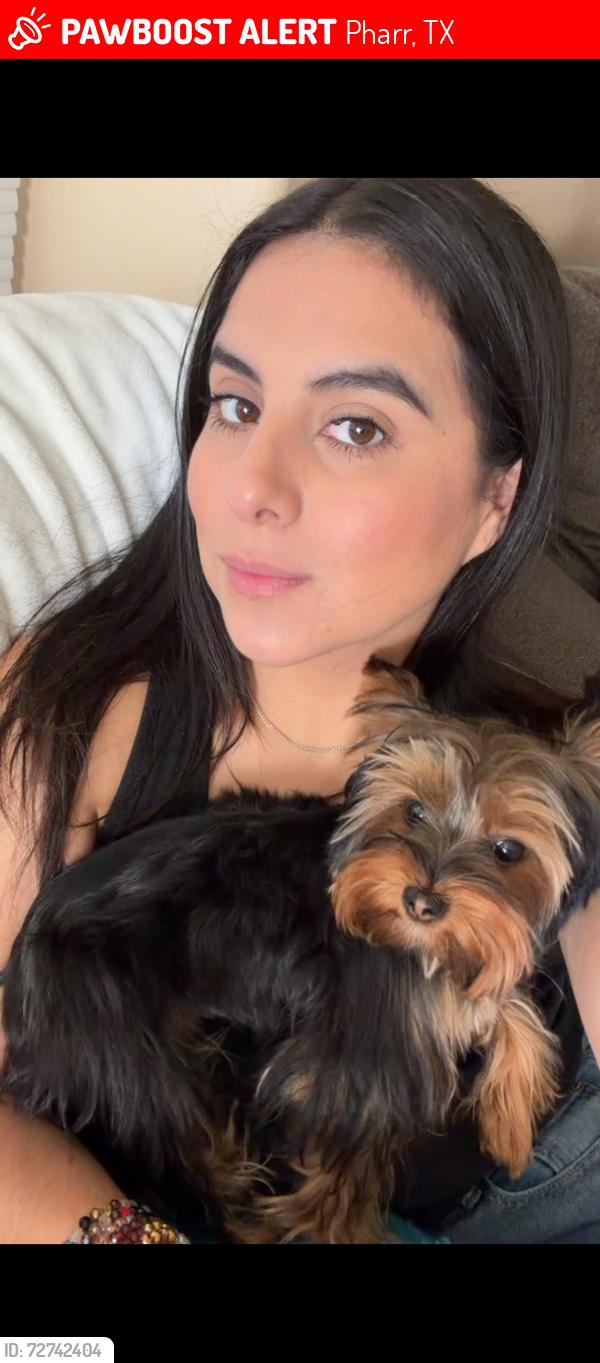 Lost Female Dog last seen Near S embassy Ave pharr Texas 78577, Pharr, TX 78577