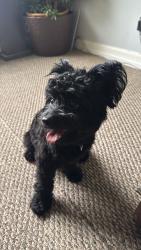 Found/Stray Male Dog last seen Laureldale Dr, Houston, TX 77041