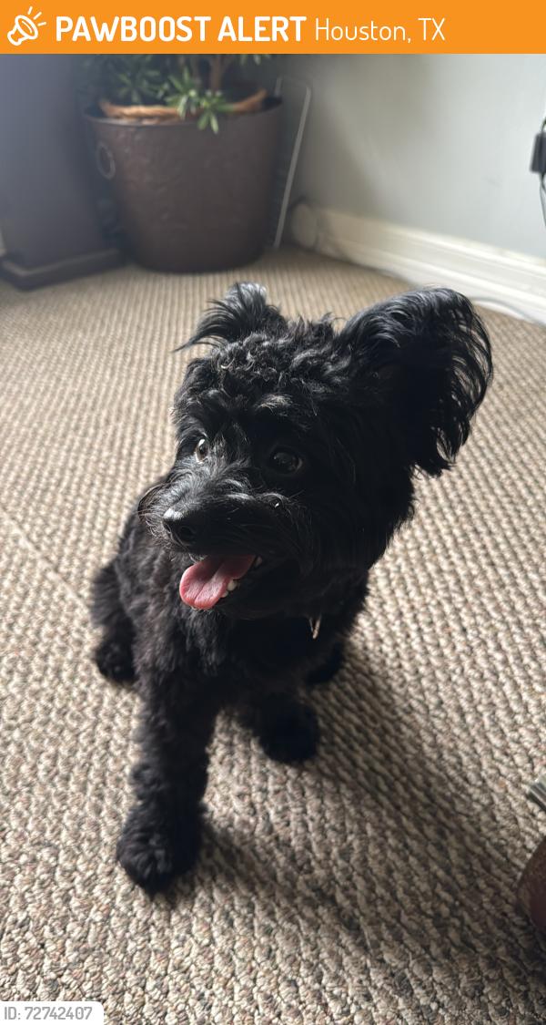 Found/Stray Male Dog last seen Laureldale Dr, Houston, TX 77041