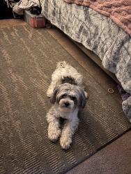 Lost Female Dog last seen Casa Luna apmts , Dallas, TX 75228