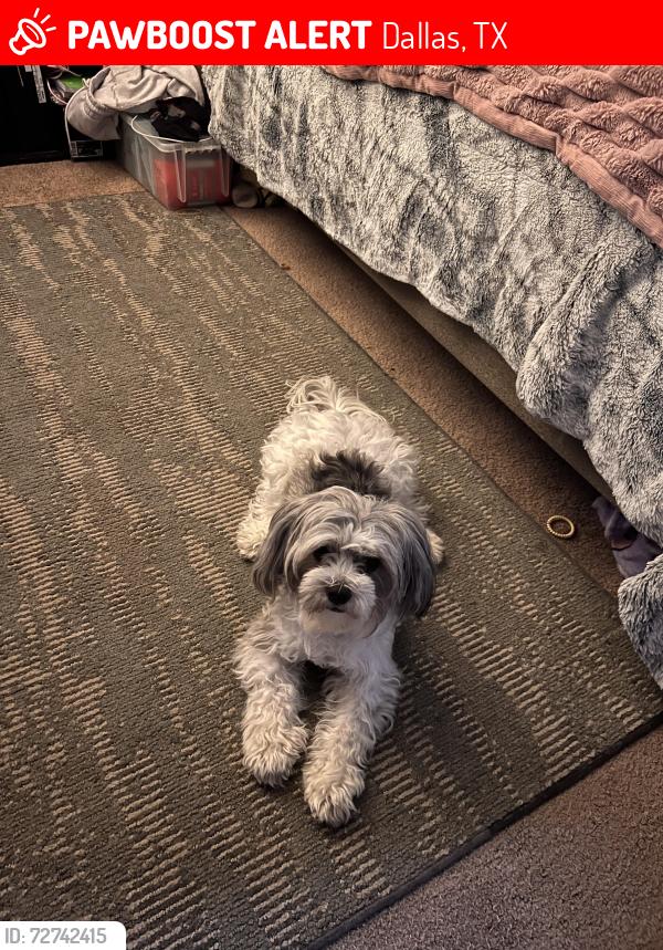 Lost Female Dog last seen Casa Luna apmts , Dallas, TX 75228