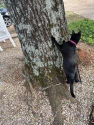 Lost Male Cat last seen Ruby Road-Westview Road Charlottesville, Va., Charlottesville, VA 22903