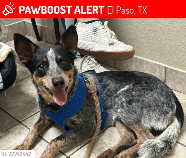 Lost Male Dog last seen Krag and Bradley , El Paso, TX 79938