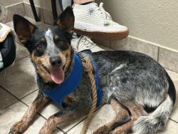 Lost Male Dog last seen Krag and Bradley , El Paso, TX 79938
