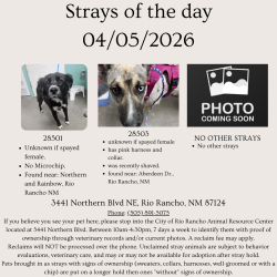 Found/Stray Female Dog last seen Rio Rancho Animal Resource Center, Rio Rancho, NM 87174