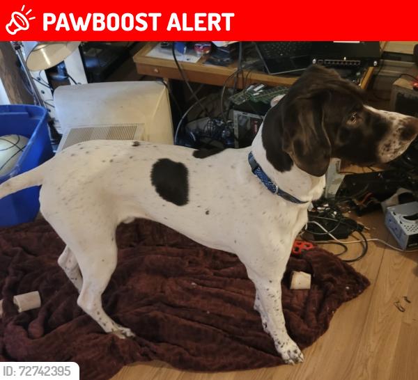 Lost Male Dog last seen apmts behind albertsons, East Renton Highlands, WA 98059