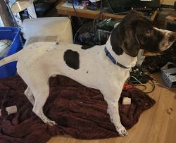 Lost Male Dog last seen apmts behind albertsons, East Renton Highlands, WA 98059