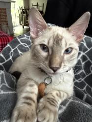Lost Female Cat last seen Near Lakside Drive and Camino Real, Riverside, CA 92509