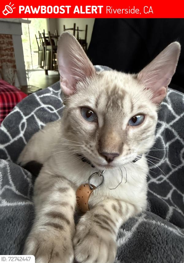 Lost Female Cat last seen Near Lakside Drive and Camino Real, Riverside, CA 92509