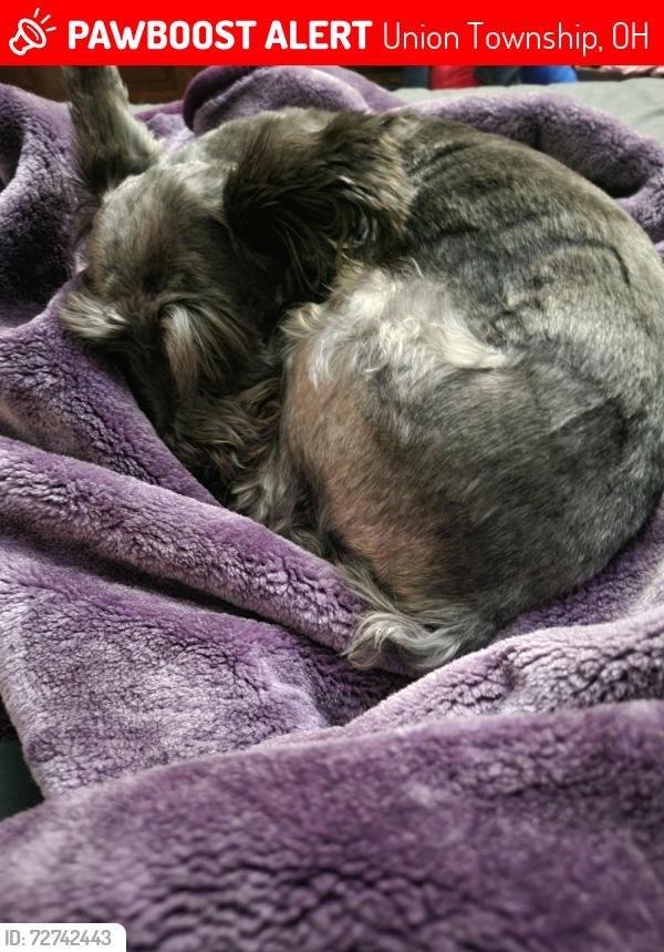 Lost Female Dog last seen Stratford Ct/McGuffey, Union Township, OH 45103