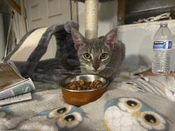 Found/Stray Female Cat last seen Don Pedro rd, Ceres, CA 95307