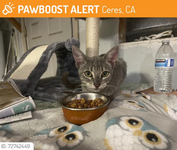 Found/Stray Female Cat last seen Don Pedro rd, Ceres, CA 95307