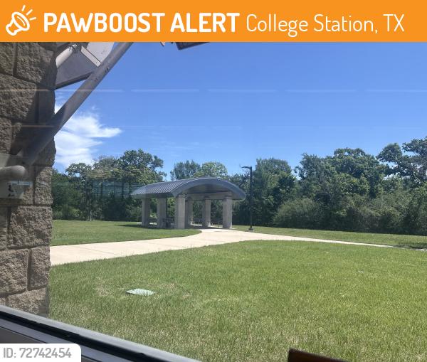 Found/Stray Unknown Dog last seen Right behind the Larry J. Ringer Library , College Station, TX 77845