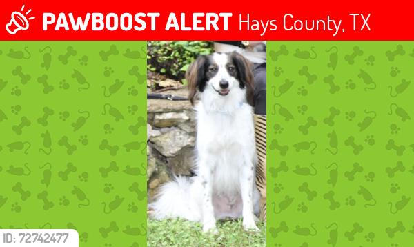 Lost Male Dog last seen lost river road, Hays County, TX 78676