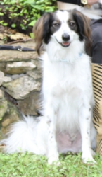 Lost Male Dog last seen lost river road, Hays County, TX 78676