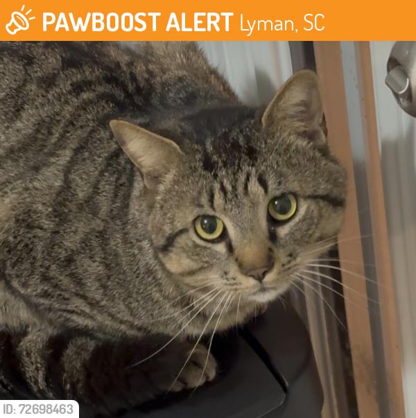 Found/Stray Male Cat last seen Shelburne Ln , Lyman, SC 29385