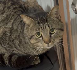Found/Stray Male Cat last seen Shelburne Ln , Lyman, SC 29385