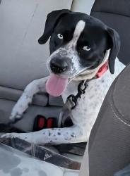 Found/Stray Unknown Dog last seen 30th and sunrise, Coconut Creek, FL 33066