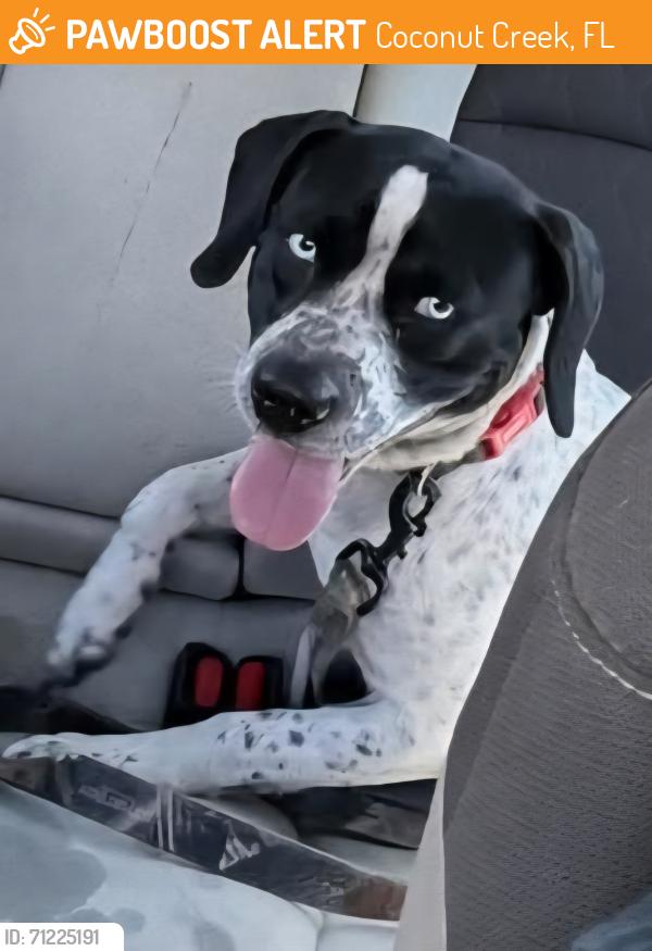 Found/Stray Unknown Dog last seen 30th and sunrise, Coconut Creek, FL 33066