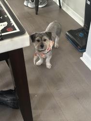Lost Male Dog last seen Dolfield maryland , Baltimore, MD 21215