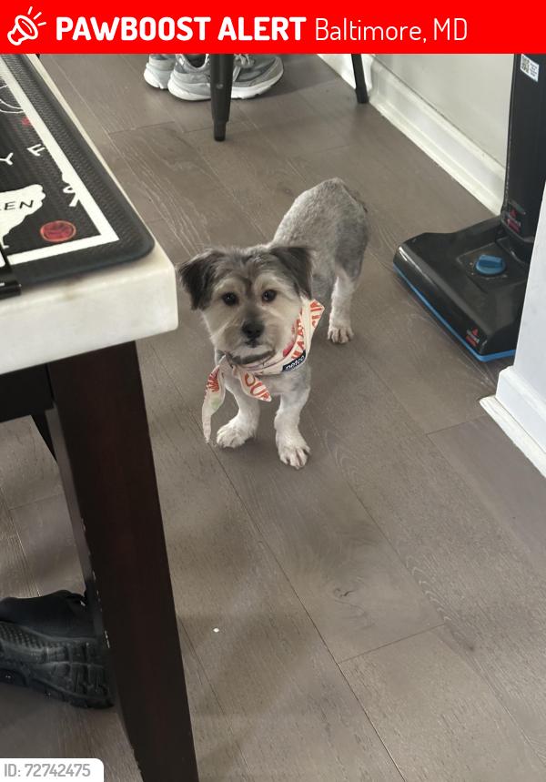 Lost Male Dog last seen Dolfield maryland , Baltimore, MD 21215