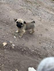 Lost Female Dog last seen Near atrisco and 47th street, Albuquerque, NM 87120