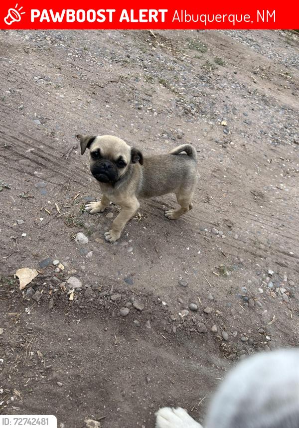 Lost Female Dog last seen Near atrisco and 47th street, Albuquerque, NM 87120