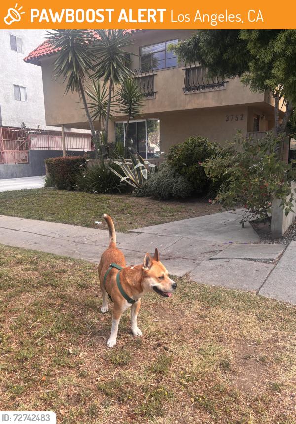 Found/Stray Unknown Dog last seen Near Mentone Ave Los Angeles, CA  90034 United States, Los Angeles, CA 90034