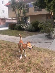 Found/Stray Unknown Dog last seen Near Mentone Ave Los Angeles, CA  90034 United States, Los Angeles, CA 90034
