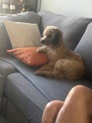 Lost Male Dog last seen Taylor street and Yale Avenue, Morton, PA 19070