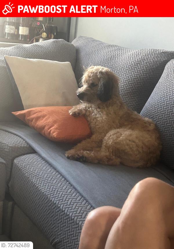 Lost Male Dog last seen Taylor street and Yale Avenue, Morton, PA 19070
