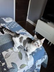 Found/Stray Male Cat last seen 4th and Ruth, Saint Paul, MN 55119