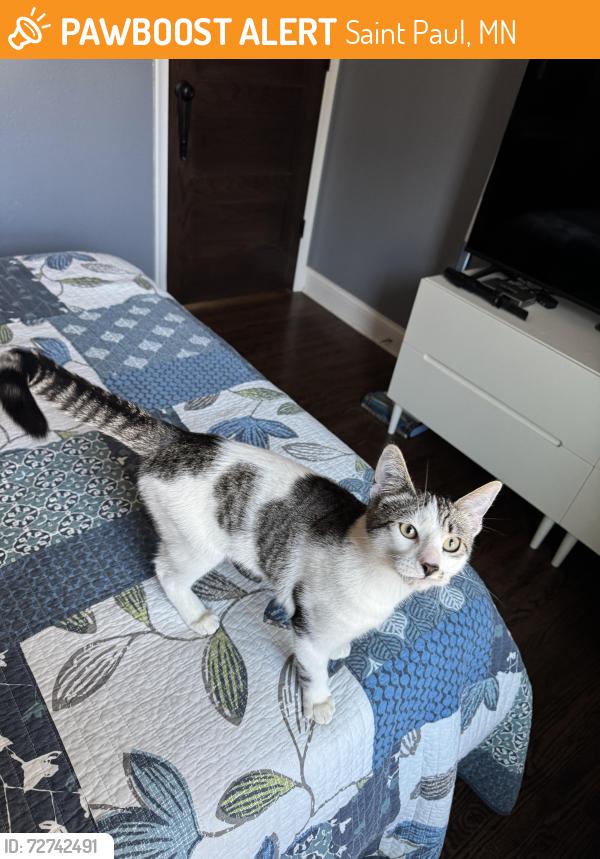 Found/Stray Male Cat last seen 4th and Ruth, Saint Paul, MN 55119