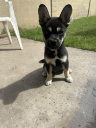 Found/Stray Male Dog last seen Gilbert st Cerritos Ave, Anaheim, CA 92804