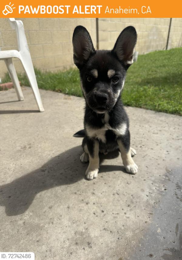 Found/Stray Male Dog last seen Gilbert st Cerritos Ave, Anaheim, CA 92804