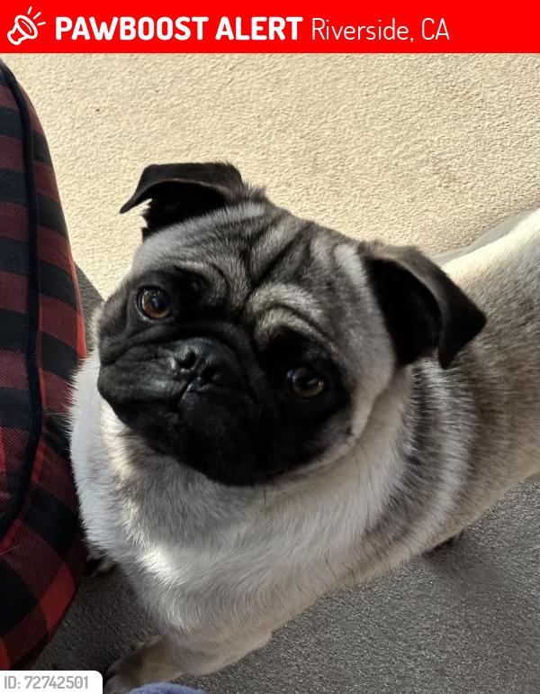 Lost Male Dog last seen Taco Bell, airport area, Riverside, CA 92504
