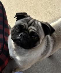 Lost Male Dog last seen Taco Bell, airport area, Riverside, CA 92504