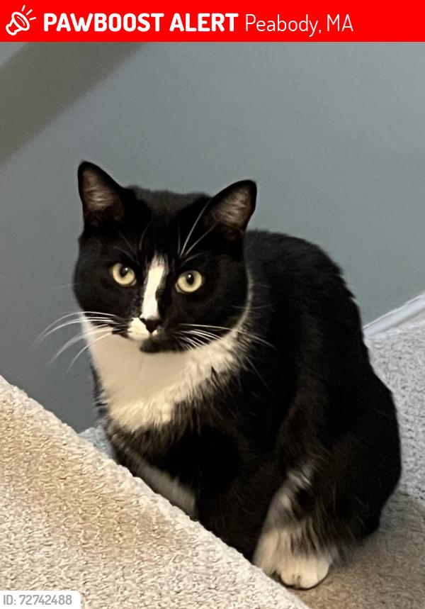 Lost Female Cat last seen Arboretum cndmnium, Lowell Street, Peabody, MA 01960