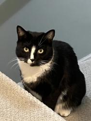 Lost Female Cat last seen Arboretum cndmnium, Lowell Street, Peabody, MA 01960