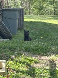 Found/Stray Unknown Dog last seen Bosher Lake Dr. and Mt. Hope Church Rd., Guilford County, NC 27301