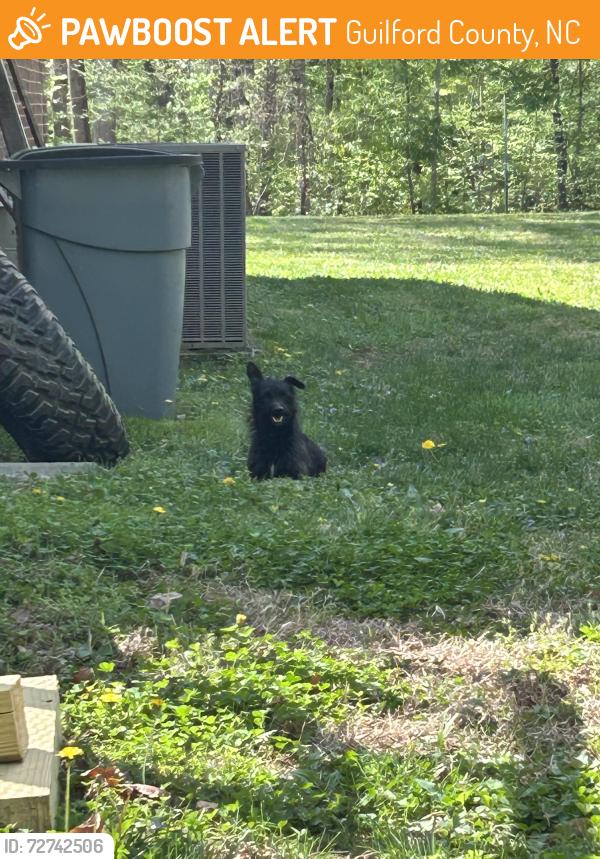 Found/Stray Unknown Dog last seen Bosher Lake Dr. and Mt. Hope Church Rd., Guilford County, NC 27301