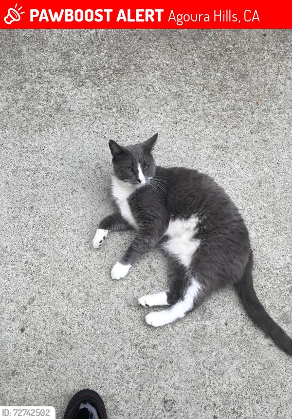 Lost Male Cat last seen davey jones dr, Agoura Hills, CA 91301