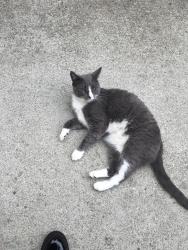 Lost Male Cat last seen davey jones dr, Agoura Hills, CA 91301