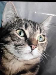 Lost Female Cat last seen Rv park benson az , Benson, AZ 85602